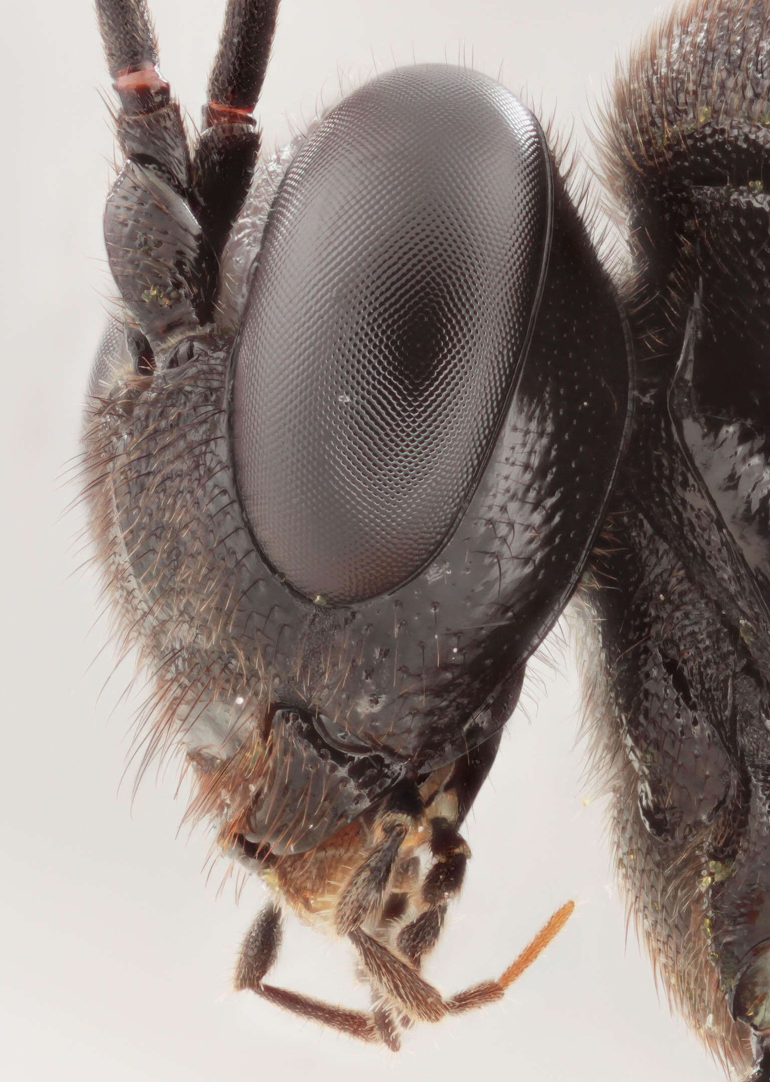 Image of Pimpla