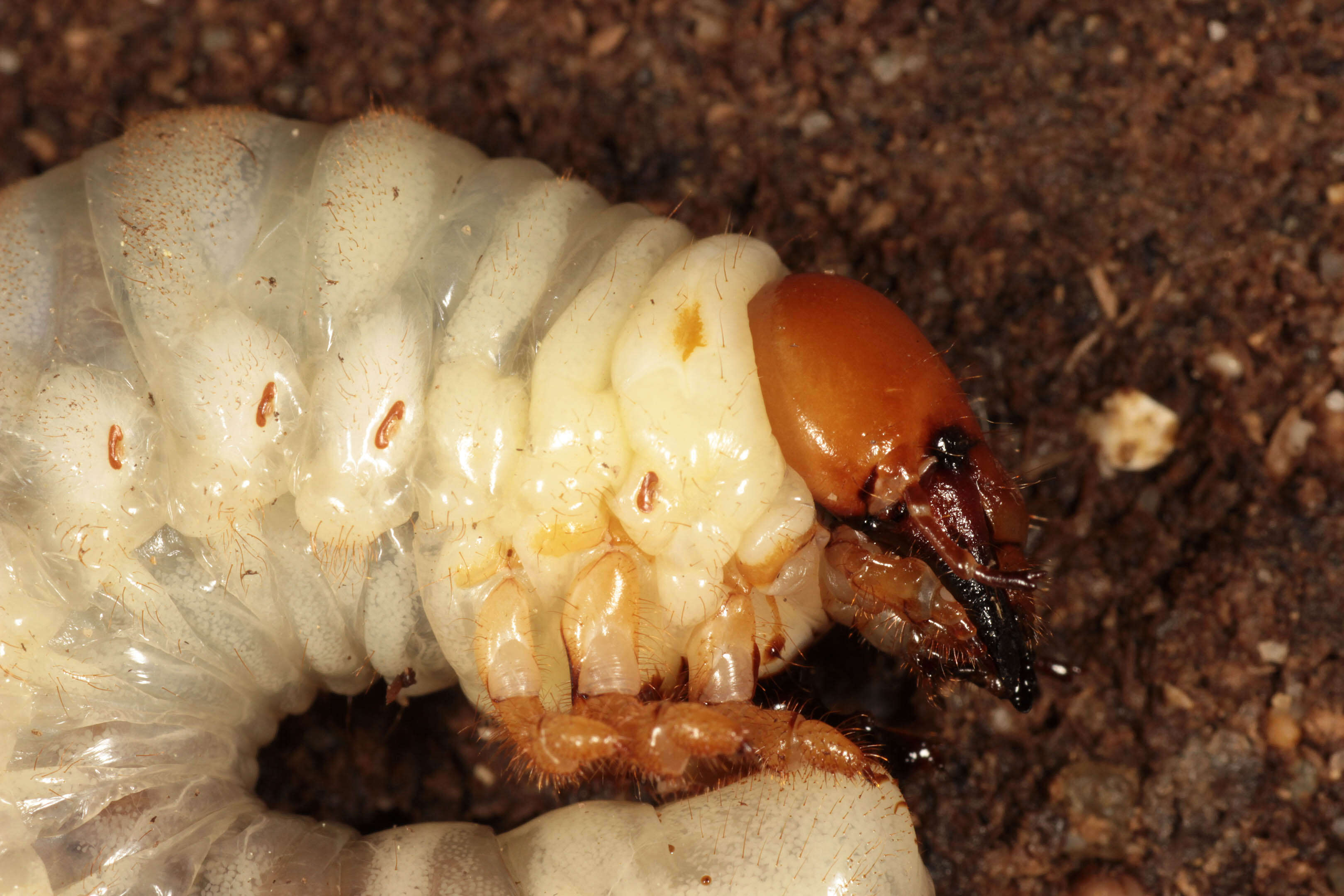 Image of Stag beetle