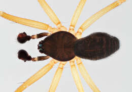 Image of Tenuiphantes flavipes (Blackwall 1854)