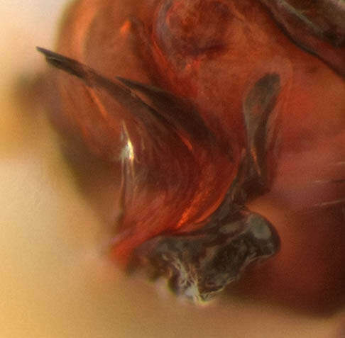 Image of Tenuiphantes flavipes (Blackwall 1854)