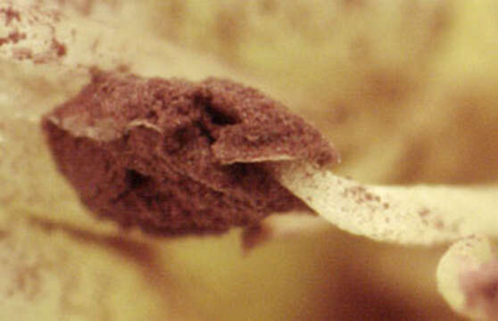 صورة Microbotryum lychnidis-dioicae (DC.) G. Deml & Oberw. 1982