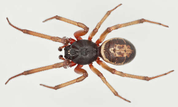 صورة Steatoda nobilis (Thorell 1875)