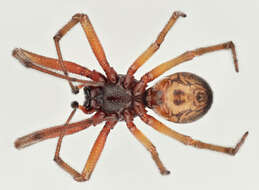 صورة Steatoda nobilis (Thorell 1875)