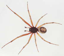 صورة Steatoda nobilis (Thorell 1875)