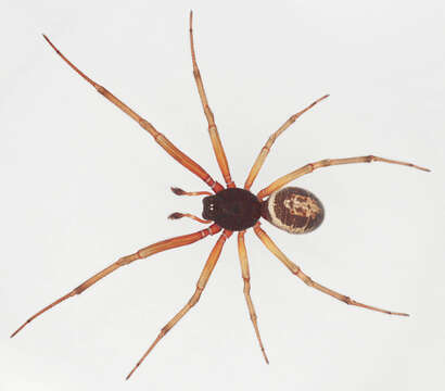 Слика од Steatoda nobilis (Thorell 1875)