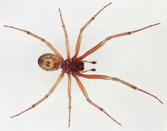 صورة Steatoda nobilis (Thorell 1875)