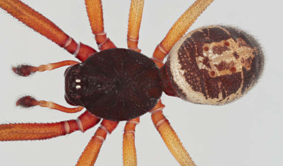 صورة Steatoda nobilis (Thorell 1875)