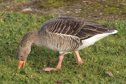 Imagem de Anser brachyrhynchus Baillon 1834