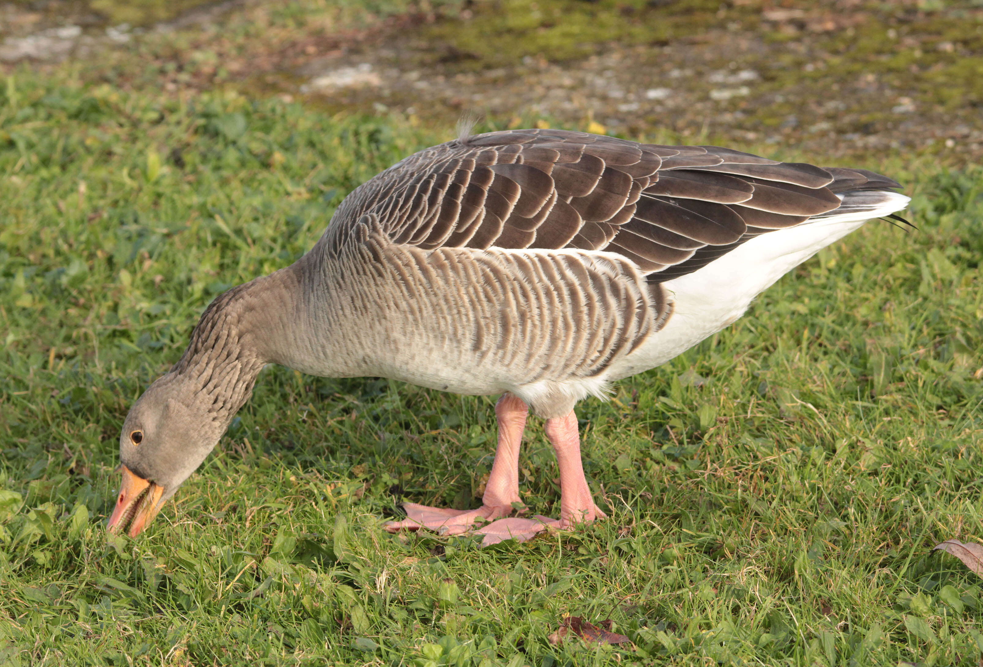 Imagem de Anser brachyrhynchus Baillon 1834