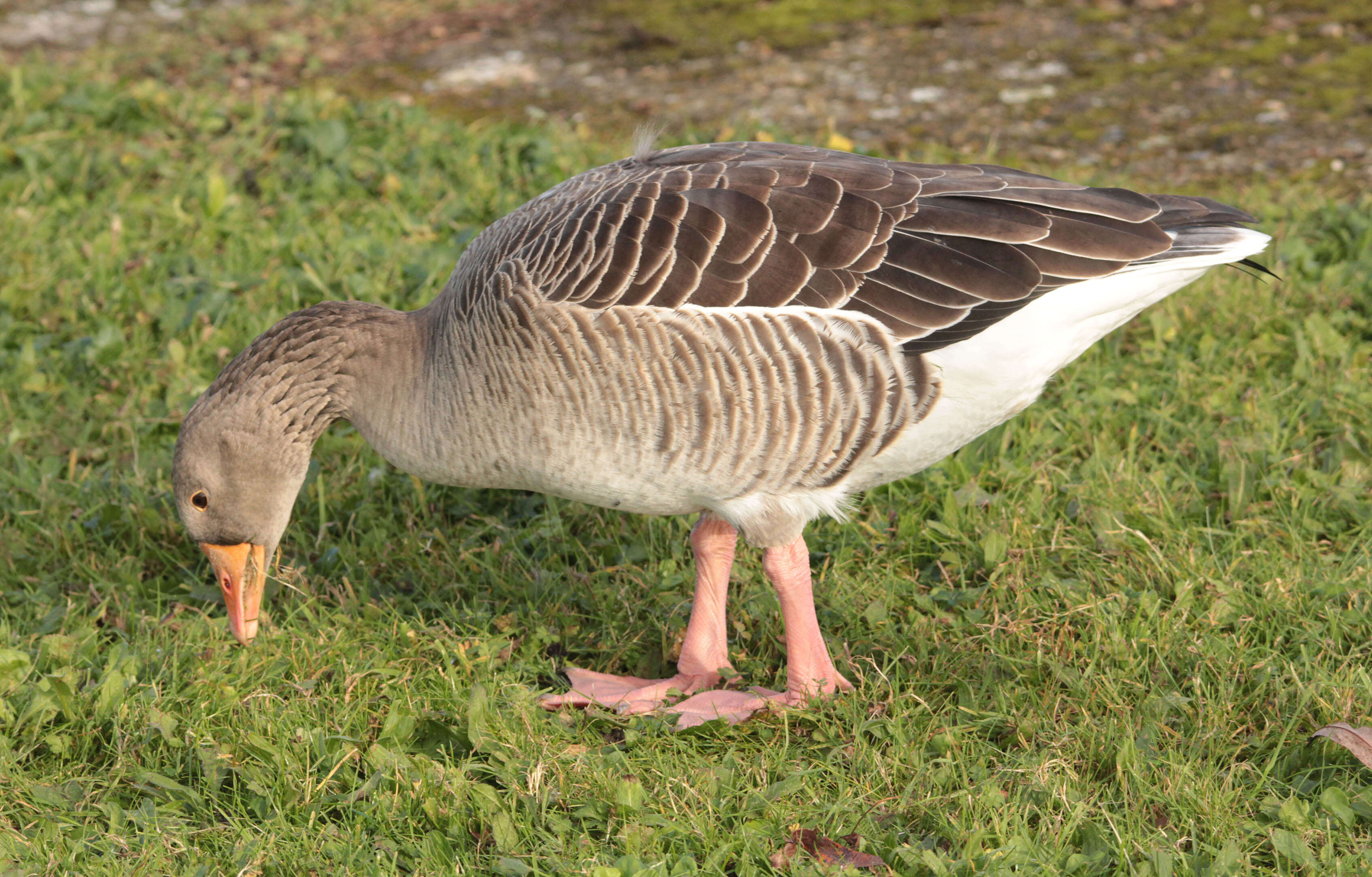 Imagem de Anser brachyrhynchus Baillon 1834