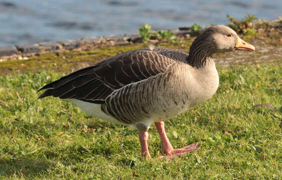 Image of Pink-footed Goose