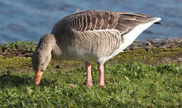 Image of Pink-footed Goose
