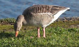 Imagem de Anser brachyrhynchus Baillon 1834