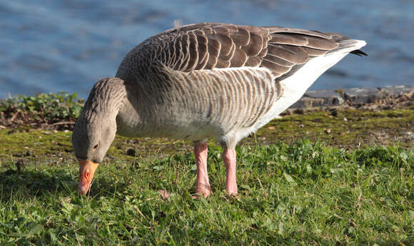 Image of Pink-footed Goose