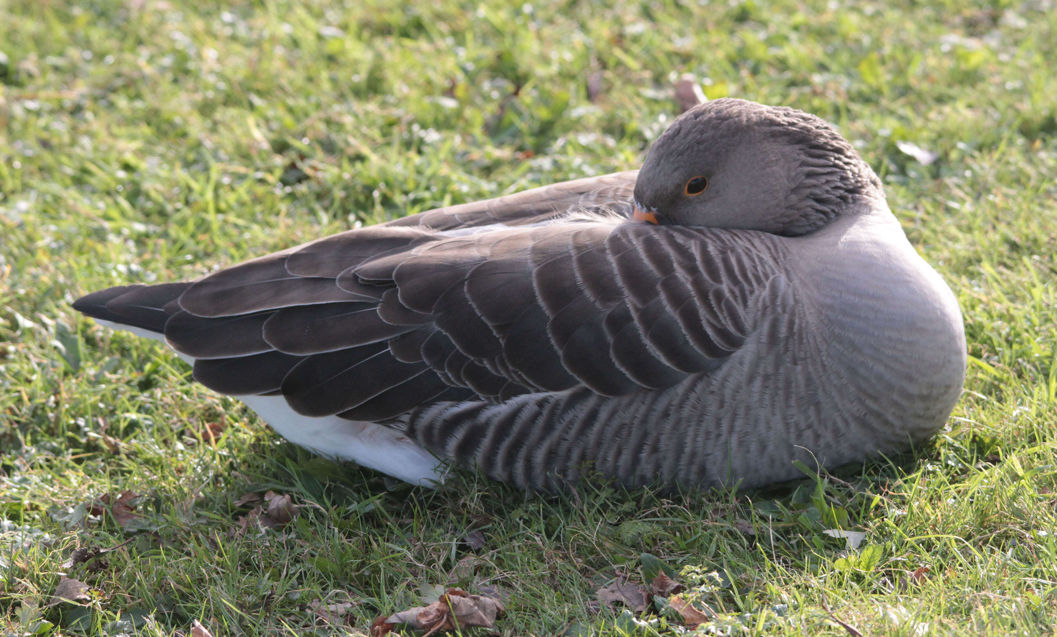 Image of Pink-footed Goose