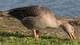 Image of Pink-footed Goose