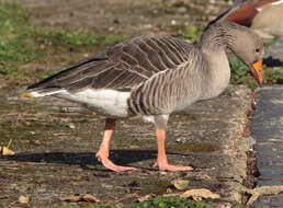 Imagem de Anser brachyrhynchus Baillon 1834