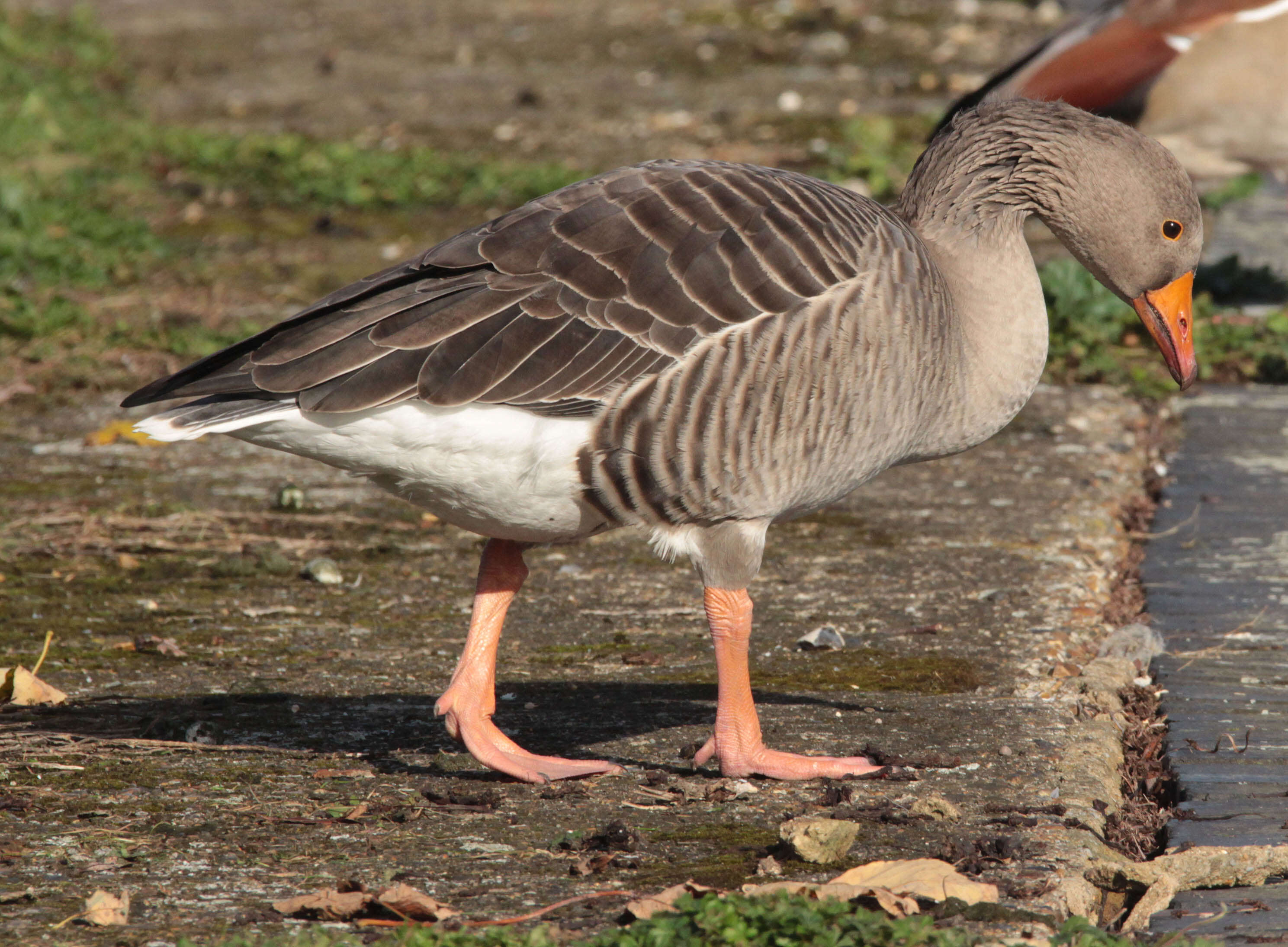 Image of Pink-footed Goose