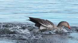 Imagem de Anser brachyrhynchus Baillon 1834