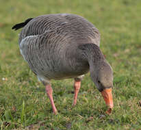 Imagem de Anser brachyrhynchus Baillon 1834