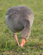 Image of Pink-footed Goose