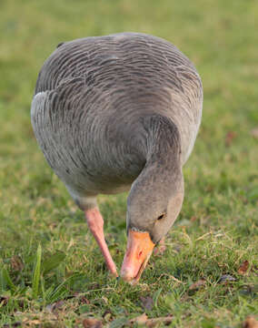 Image of Pink-footed Goose