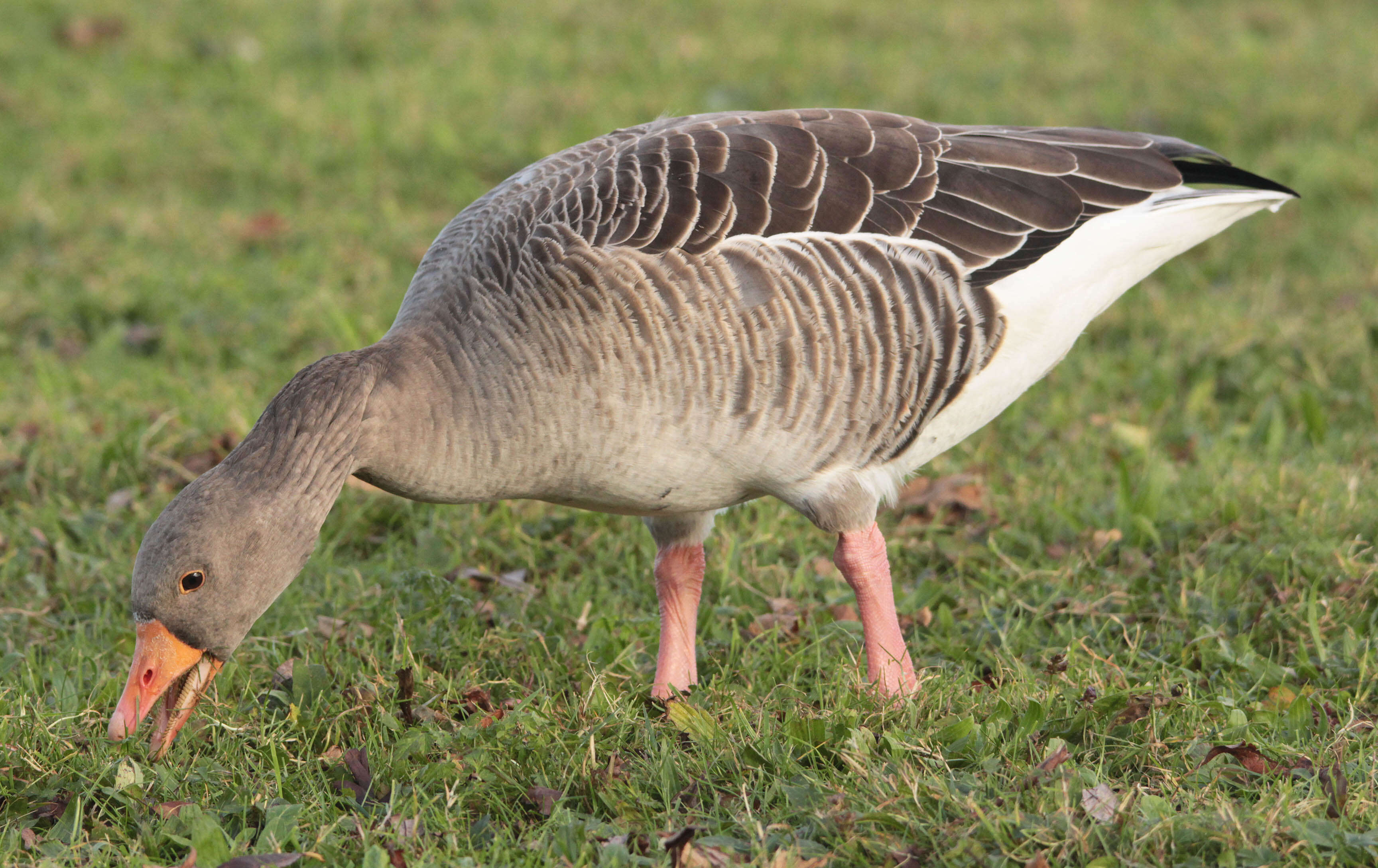 Image of Pink-footed Goose