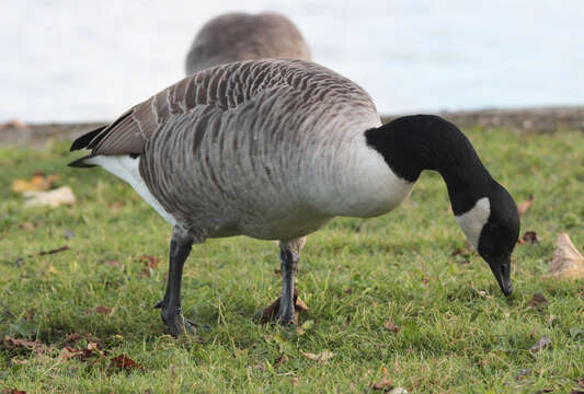 Image of Hawaiian goose