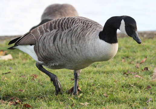 Image of Hawaiian goose