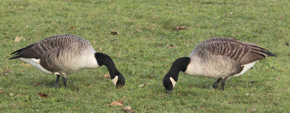 Image of Hawaiian goose