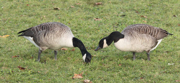 Image of Hawaiian goose