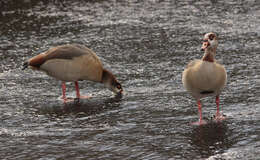 Image of Egyptian Goose