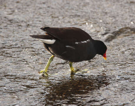 Image of Common Moorhen