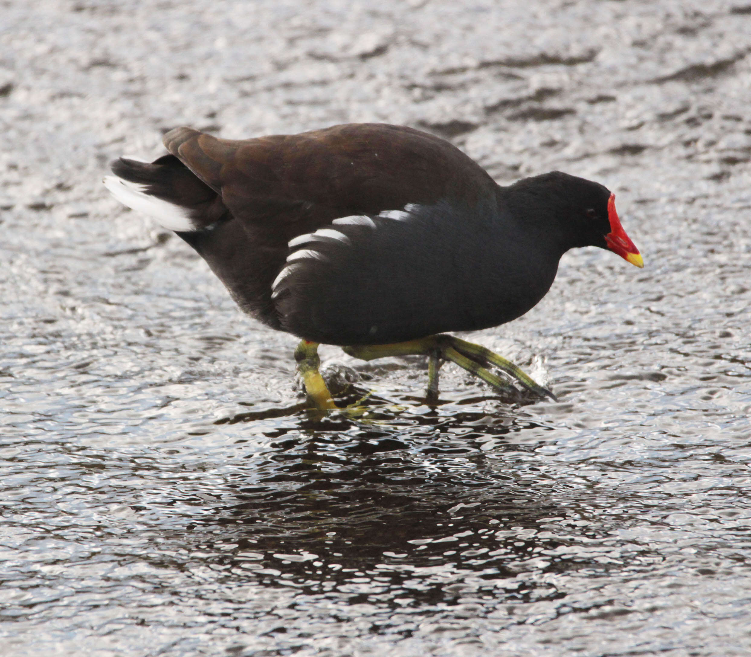 Image of Common Moorhen