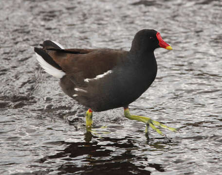 Image of Common Moorhen