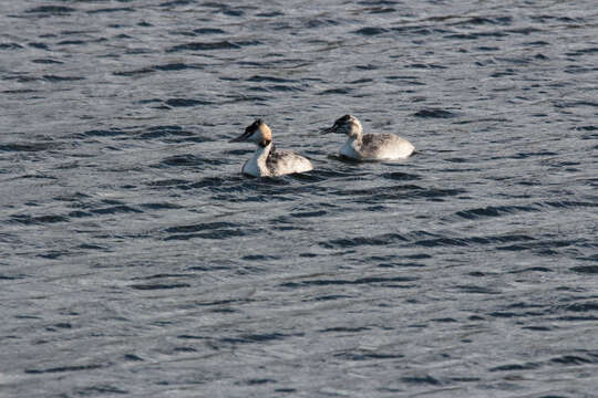 Image of Great Crested Grebe