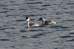 Image of Great Crested Grebe