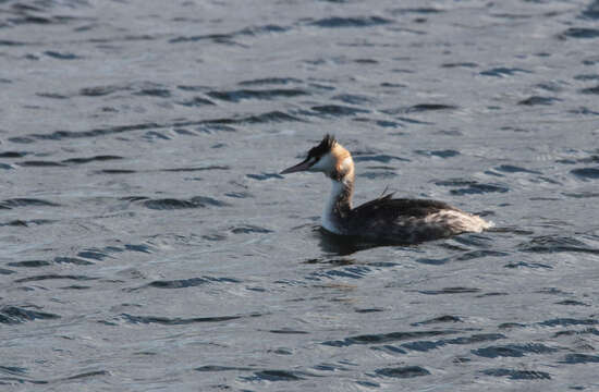 Image of Great Crested Grebe