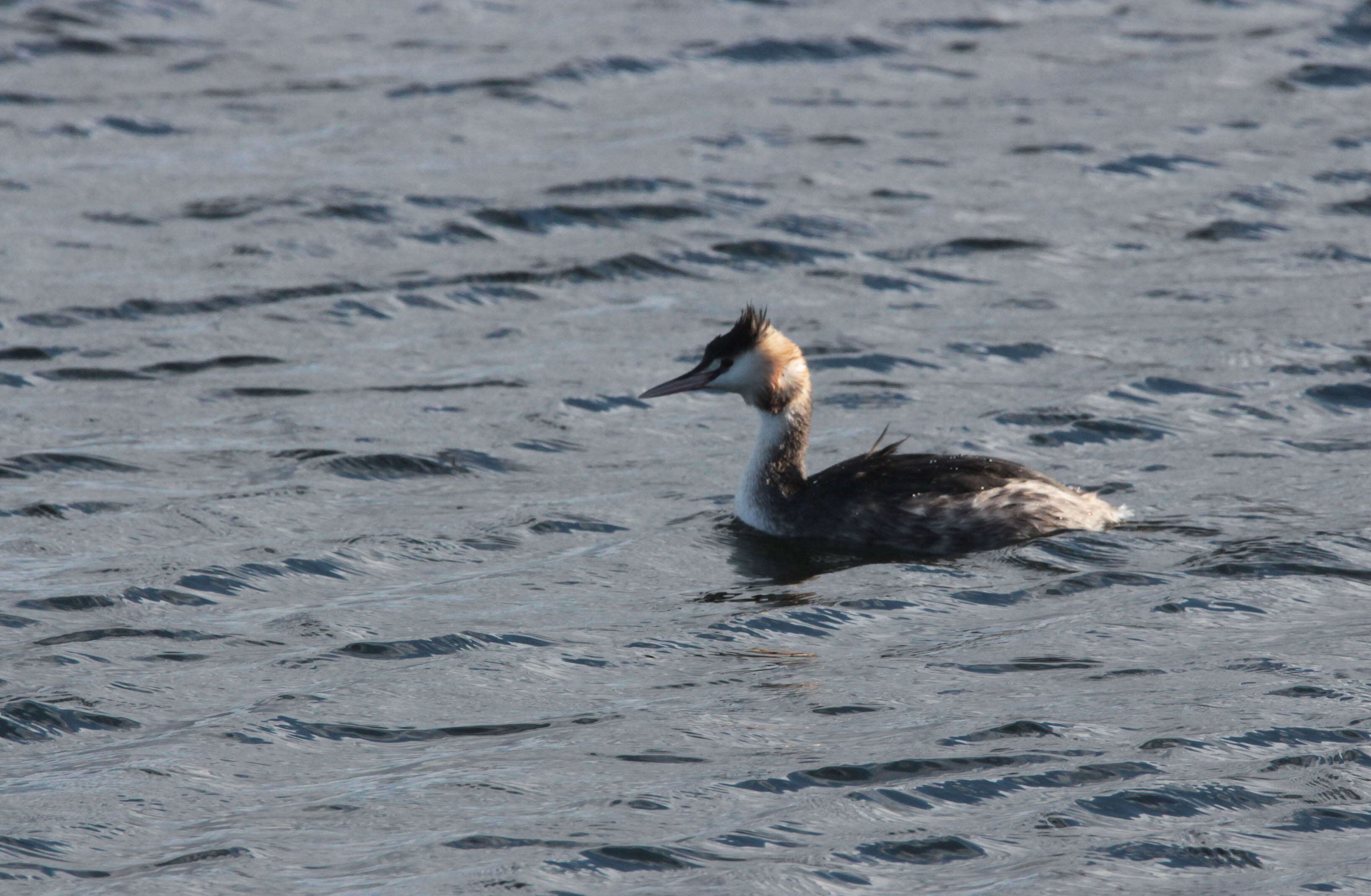 Image of Great Crested Grebe