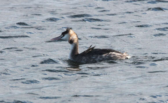 Image of Great Crested Grebe