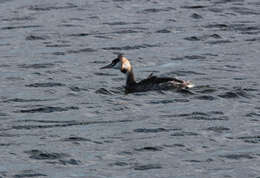 Image of Great Crested Grebe