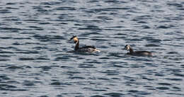 Image of Great Crested Grebe