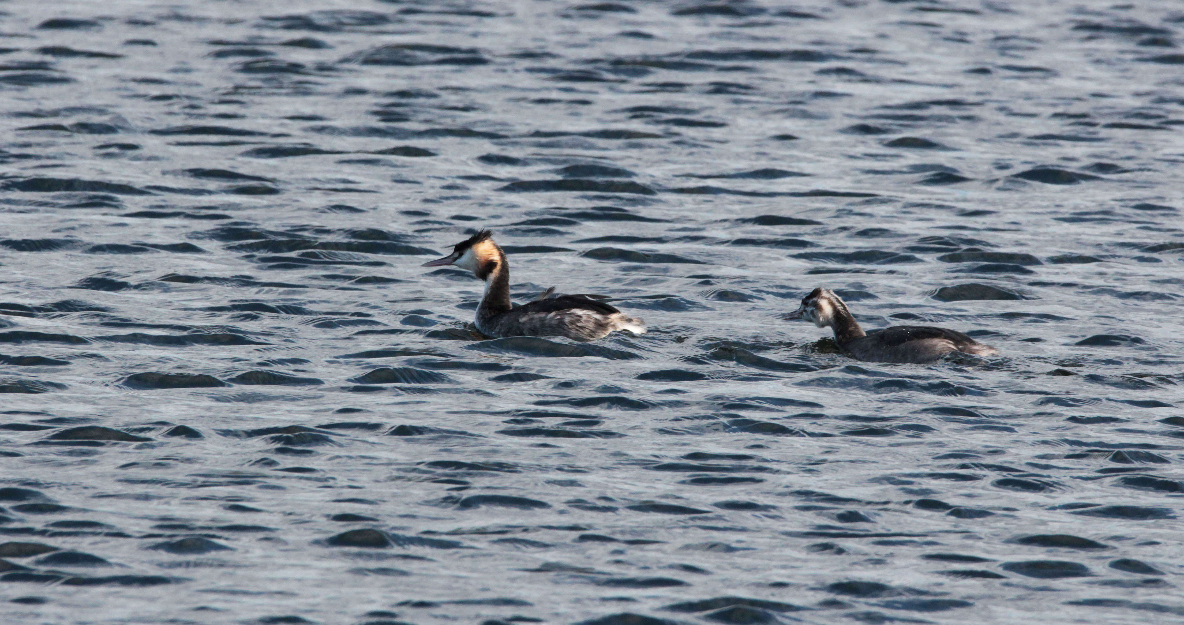 Image of Great Crested Grebe