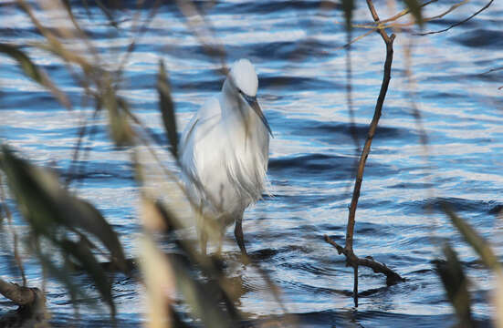 Image of Little Egret