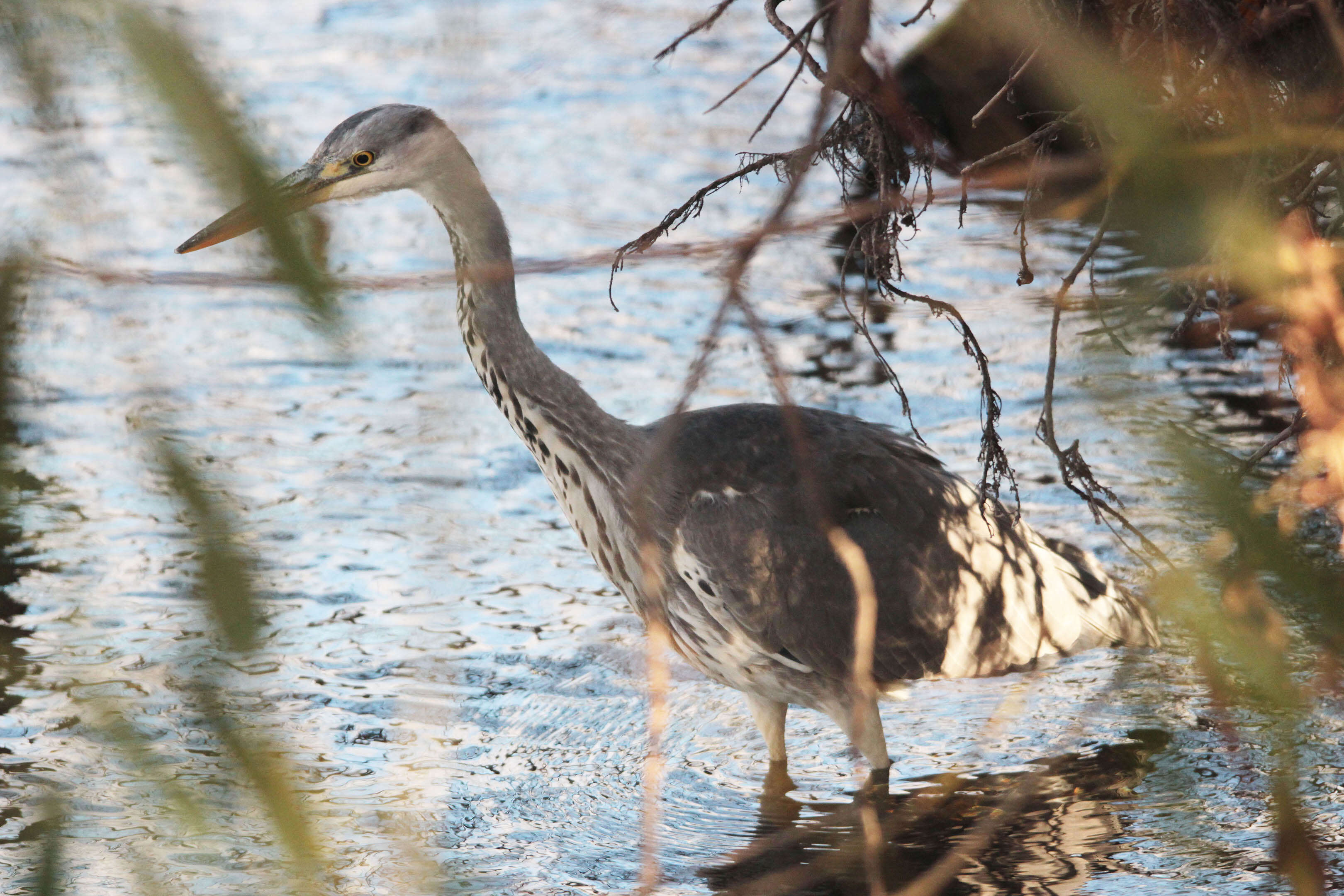 Image of Grey Heron