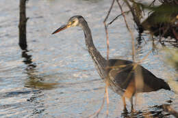 Image of Grey Heron