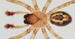 Image of Lace webbed spider