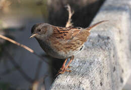 Image of Dunnock