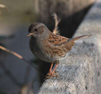 Image of Dunnock