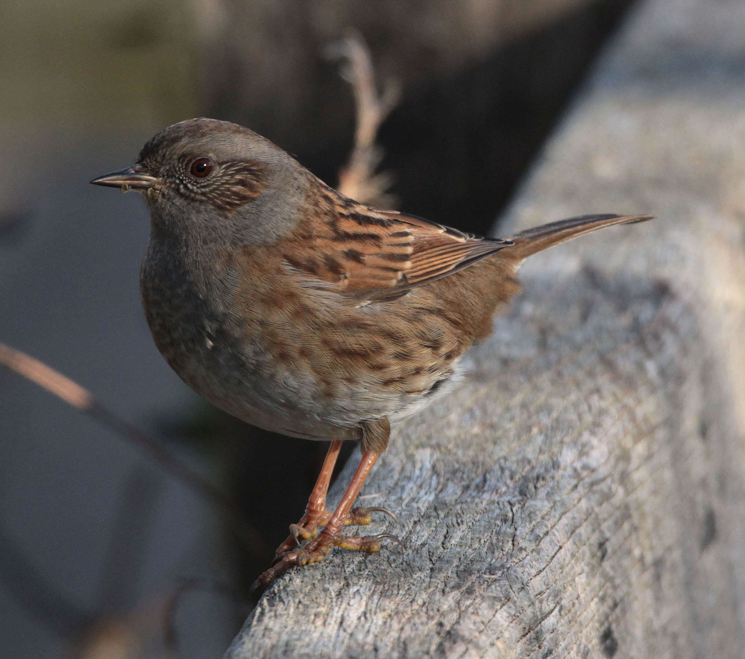 Image of Dunnock